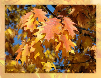 Oak Leaves for Terrarium-Vivarium-Insect Habitat