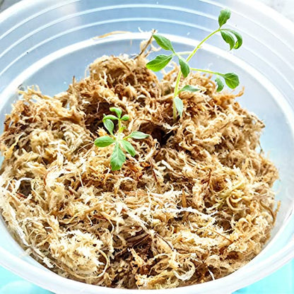 1.1 lb Sphagnum Moss for Plants, Carefully Selected Clean Sphagnum Mos for Rooting Plants - size: 1.1 lb