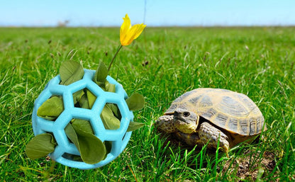7 pcs Tortoise Treat Ball and Training Skateboard Toy Set Turtle Feeder Ball Funny Aquatic Turtle Enrichment Toys Aquarium Feed Toy Tortoise Feeding Balls Vegetable Grass for Small Animals