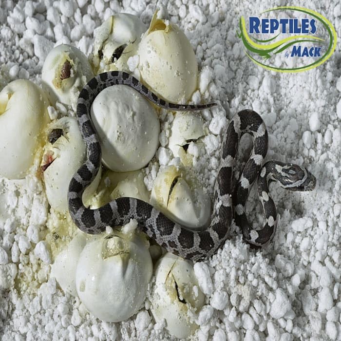 Reptile Incubation KIT, Large