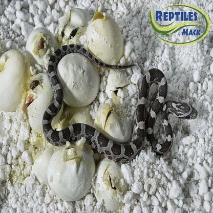 Reptile Incubation KIT, Large