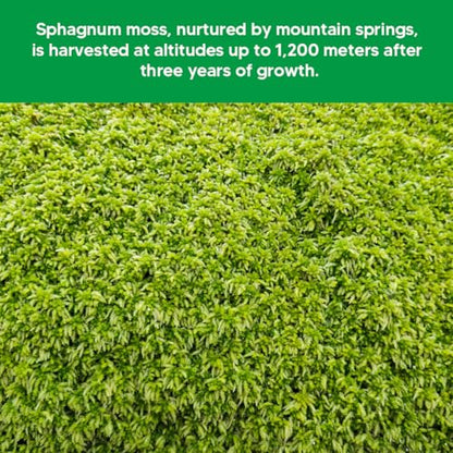 Natural Long Fiber Sphagnum Moss 1196QT for Orchid Potting Mix, and Moss Pole for Plants Indoor. Ideal for Propagating Plants, Maintaining Humidity for Reptiles, Isopods in Paludarium (22 lb) - size: 22 LB