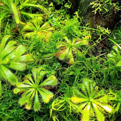 Round-Leaved Sundew VitroTissue Culture Cup – Live Plant for Terrariums & Aquariums Sundew Plant Freshwater Live Aquarium Plants Fish Tank Decoration