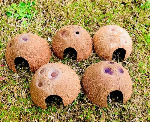 5 Pack Coconut Half Shell, Handicraft Tropical Decorations, Seed Germination, Planter, Hideout for Betta Fish & Shrimp, Activated Charcoal & Outdoor Cooking, Size 2’’X 3.5’’