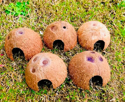 5 Pack Coconut Half Shell, Handicraft Tropical Decorations, Seed Germination, Planter, Hideout for Betta Fish & Shrimp, Activated Charcoal & Outdoor Cooking, Size 2’’X 3.5’’