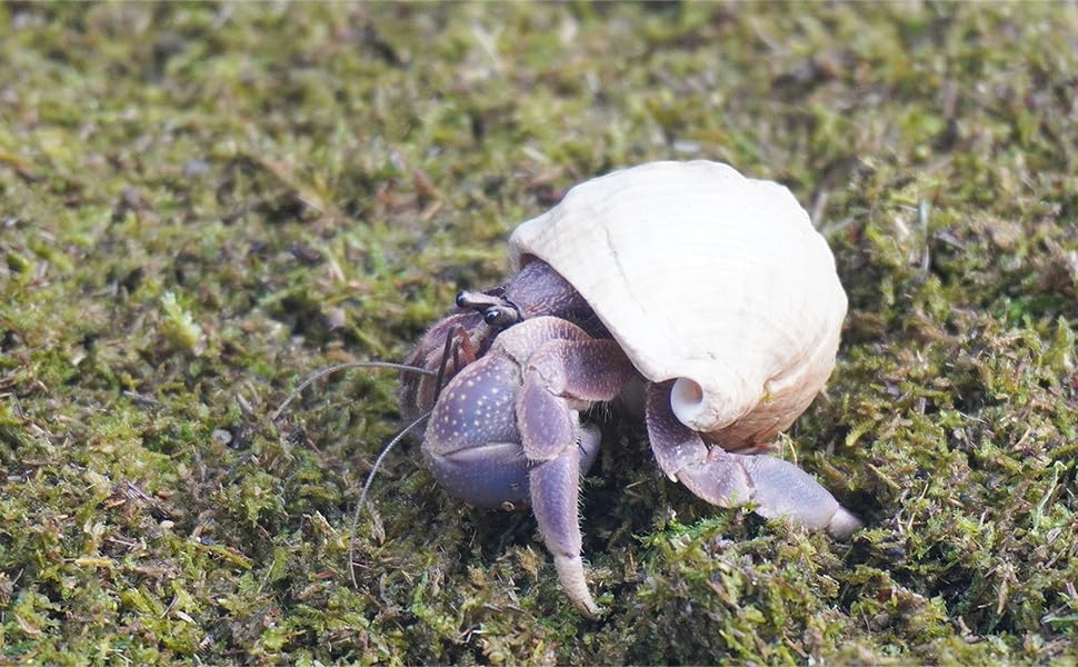 8oz Hermit Crabs Substrate, Ideal for Hermit Crab Supplies for Tank Habitat - size: 8oz