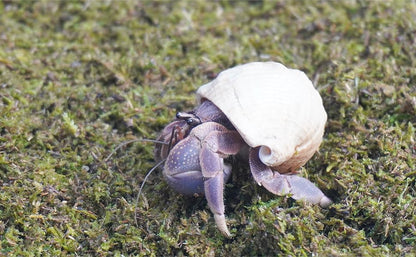 8oz Hermit Crabs Substrate, Ideal for Hermit Crab Supplies for Tank Habitat - size: 8oz