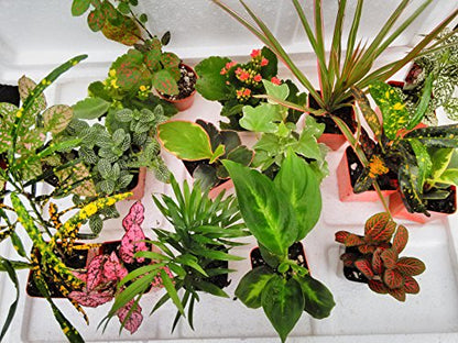Terrarium & Fairy Garden Plants - 6 Plants in 2.5 (is Approximately 4 to 6 Inches Height of The Plant)