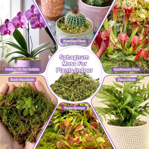 Riare 3.3LB Premium Sphagnum Moss for Plants- 60QT Natural Dried Plant Moss | Moisture Retention & Drainage Orchid Moss for Repotting, Succulents, Carnivorous, Ferns, Green Moss for DIY Craft, Reptiles - size: 60 QT(Appx.3.3lbs)