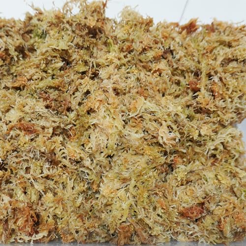 Sphagnum Moss 2.5 lb for Plant Propagation, Great Orchid Potting Mix, Help with Maintain Humidity - size: 2.5 lb