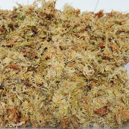 Sphagnum Moss 2.5 lb for Plant Propagation, Great Orchid Potting Mix, Help with Maintain Humidity - size: 2.5 lb