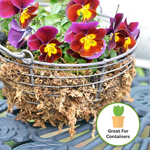 Perfect Plants Premium Sphagnum Moss in 2qt. Resealable Bag | Long fibered Sustainably Harvested Moss | for All Orchid Varieties