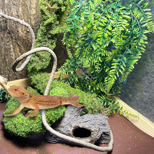 BNOSDM Reptile Plants,Flexible Rainforest Vines with Moss,Bendable Jungle Climbing Vines,Terrarium Artificial Plants Decor for Bearded Dragon,Hermit Crab,Snake,Geckos,Chameleon,Lizard - size: 3Pcs | Style: 43in Rainforest Vines