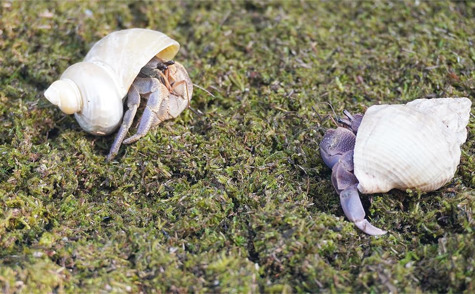 8oz Hermit Crabs Substrate, Ideal for Hermit Crab Supplies for Tank Habitat - size: 8oz
