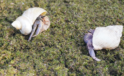 8oz Hermit Crabs Substrate, Ideal for Hermit Crab Supplies for Tank Habitat - size: 8oz