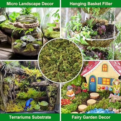 7OZ Sphagnum Moss for Plants, 10QT Natural Long Fiber Orchid Moss | Drainage & Moisture Retention, Green Plant Moss for Orchid Repotting, Carnivorous, Succulents, Reptile Bedding & Terrariums - size: 7OZ