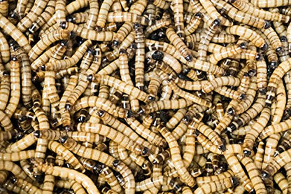 Josh's Frogs Superworms (100 Count) - size: 1 Count (Pack of 100)