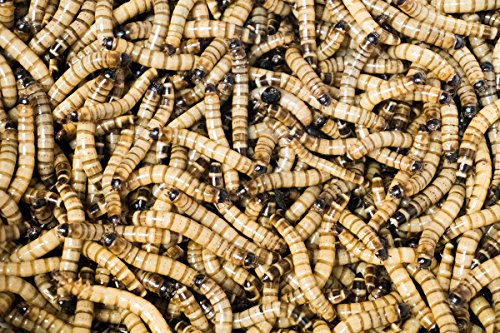 Josh's Frogs Superworms (150 Count) - size: 1 Count (Pack of 150)