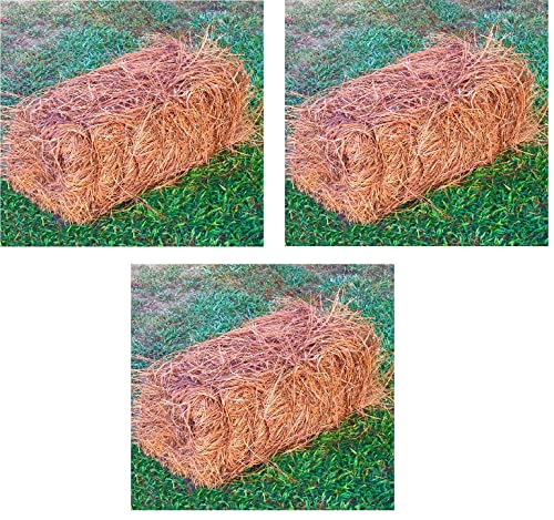 Long Needle Pine Straw Mulch - 65-80 Sqft Coverage 3 Set - Premium USA Harvested PineStraw for Landscaping, Weed Control, Moisture Retention & Erosion Control - USA Pinestraw - size: Pine Needle Mulch - Covers 65-80 Sqft 3 set