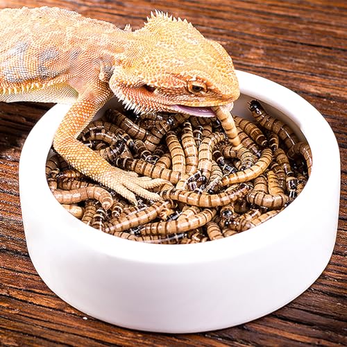 OMEM Worm Dish Mini Reptile Food Bowl Ceramics Made Mealworms Bowls Anti-Escape for Lizard Gecko Leopard Bearded Dragon (L) - size: L
