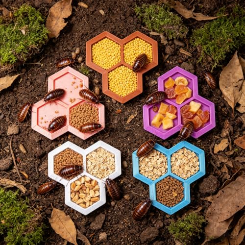 Dubia Roach Large Feeder Bowl, 5 PCS Isopod Food Dish, 3 in 1 Colorful Feeding Water Dish for Live Roach, Isopod, Springtails & Dwarf Invertebrates - color: 5 PCS Dubia Feeding Dish