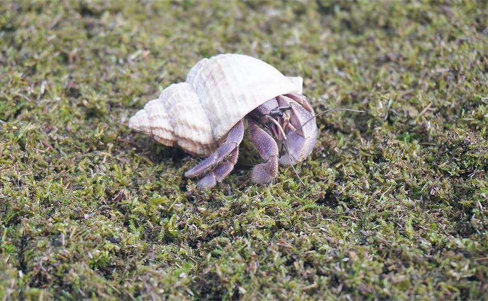 8oz Hermit Crabs Substrate, Ideal for Hermit Crab Supplies for Tank Habitat - size: 8oz