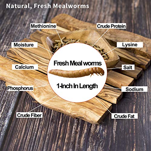 Amzey Fresh Mealworms 8.4 oz (1600 Count Total, 12 Bags) Superior to Live Meal Worms - Premium Food for Leopard Gecko, Birds, Sugar Glider, Hedgehog - High Nutritients, No Preservatives