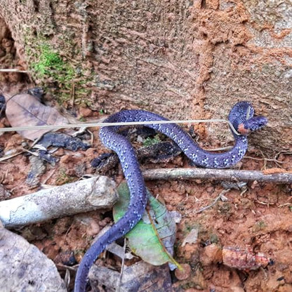 HOMSFOU Stainless Steel Retractable Snake Hook Reptile Catcher with Telescopic Long Handle for Safe Snake and Lizard Handling in Reptile Care
