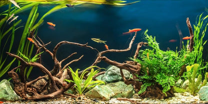 YongFoto Fish Tank Background 30x12 inch Aquarium Background River Bed Waterweeds Moss Lake Aquatic Plant Undersea Tree Branch Backdrop Reptile Habitat Terrarium Background, Green-3 - color: Green-3, size: 30x12in/75x30cm
