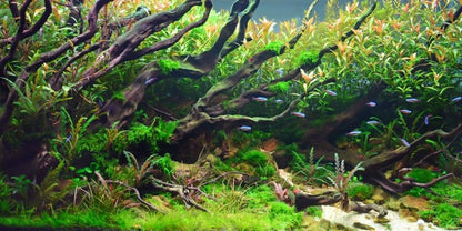 YongFoto Fish Tank Background 24x12 inch Aquarium Background River Bed Waterweeds Moss Lake Aquatic Plant Undersea Tree Branch Backdrop Reptile Habitat Terrarium Background - color: Green-2, size: 24x12in/60x30cm