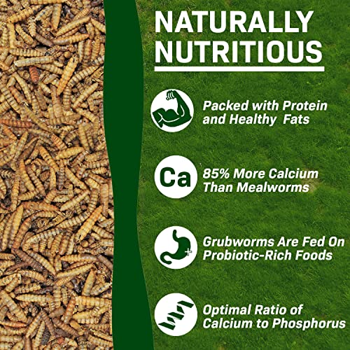 Exotic Nutrition 20 LB Bulk Dried Black Soldier Fly Larvae - High-Calcium Insect Treat - Chickens, Wild Birds, Bluebirds - size: 20 Pound (Pack of 1)