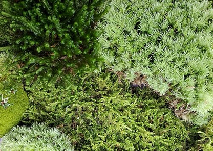 Tin Roof Treasure Value Terrarium Moss Duo, 5"x7" Bag, for Fairy Garden, Mossarium, Reptile