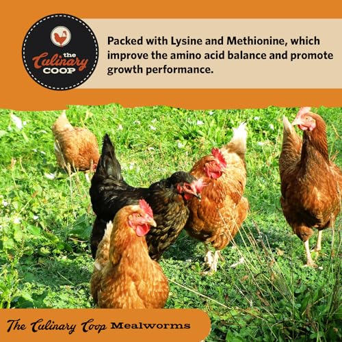 Fluker's Culinary Coop Premium Chicken Treats, High Protein Dried Mealworms, Nutritious Snacks for Chickens, Birds, and Reptiles, 5 lbs Box - size: 1 Count (Pack of 1)