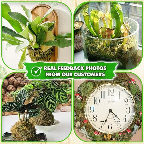 2 Oz Real Dried Forest Moss for Potted Plants, Plant Propagation | Hand-Picked & Clean, Easy to Rehydrate, Balanced Moisture, Forest Orchid Moss for Potting Mix,Moss Soil Cover for Houseplants - size: 2 Oz