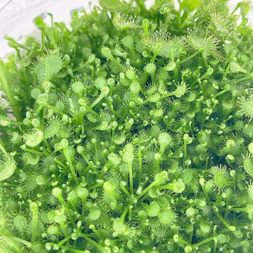 Round-Leaved Sundew VitroTissue Culture Cup – Live Plant for Terrariums & Aquariums Sundew Plant Freshwater Live Aquarium Plants Fish Tank Decoration