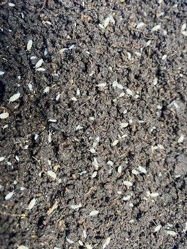 Pocket Pets 30 Dwarf White Isopods and Mixed Springtail Eggs in Living Bioactive Soil Clean Up Crew for Reptile and Amphibian Food Order only if Your 5 Day Forecast Temps are Between 20 and 95