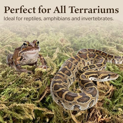 Deco Moss for Terrarium Habitats, Medium 2-Pack | Preserved Moss for Reptiles, Amphibians & Invertebrates Terrariums, Humidity Control, Soft, Dye-Free, Family Owned, USA Made - size: Medium 2-pack, style: Deco Moss