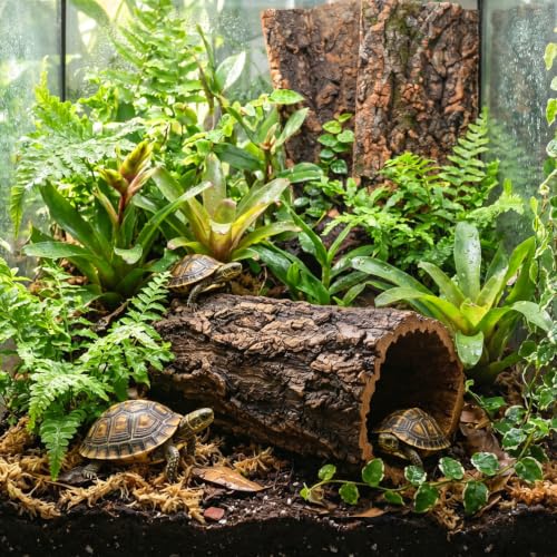 Natural Cork Bark for Reptiles - 3Pcs Reptile Hide & Terrarium Decor Set - Wood Log Rounds & Flats for Leopard Gecko, Bearded Dragon, Snake & Crested Gecko Habitat - Climbing Surface