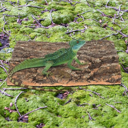 Reptile Bark Background Decor, Terrarium Tree Bark Background 2pcs, 11. 8x7. 8" Natural Climbing Platforms for Bearded Dragon Snake Lizard Spider Habitat Cage Tank Enclosure Accessories