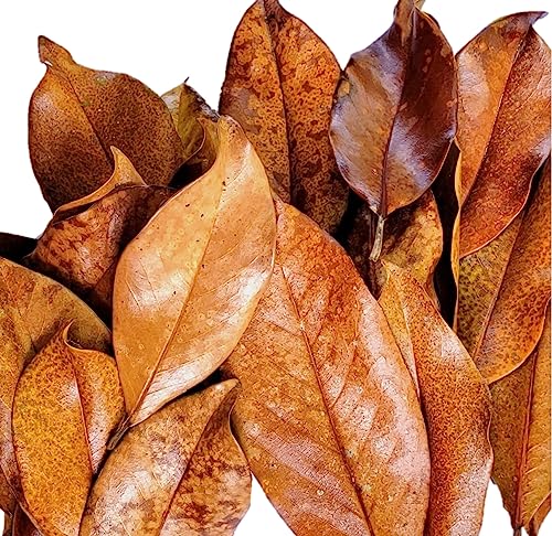 Magnolia Leaf Litter, 55-60 Small 3' - 6" Premium Whole Natural Organic Hand Picked Leaves for Bioactive Enclosures, Reptiles, Amphibians, Terrariums