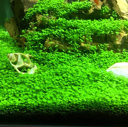 Hewnda 2 LB to Complete Freshwater Planted Aquarium Substrate | Aquatic plant cultivation medium
