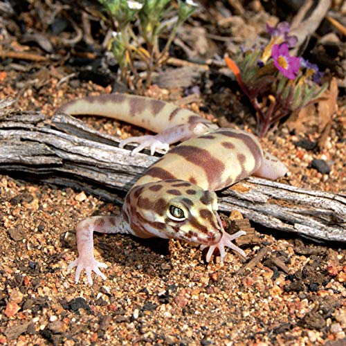 The Leopard Gecko Manual, 2nd Edition (CompanionHouse Books) Informative Guide to Care, Diet, Habitat, Breeding, Raising Hatchlings, Health Care, Recognizing Disease, Shedding, Tail Loss, and More