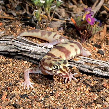 The Leopard Gecko Manual, 2nd Edition (CompanionHouse Books) Informative Guide to Care, Diet, Habitat, Breeding, Raising Hatchlings, Health Care, Recognizing Disease, Shedding, Tail Loss, and More