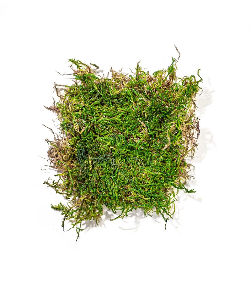 SuperMoss (22162) Feather Moss | Natural Green Moss Sheets for Crafts, Fairy Garden Decor, Wedding Table Runners, Reptile Tank Accessories, and Indoor Plant Soil Cover, 120 cu. in., Fresh Green - size: 120 cu. in.