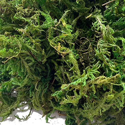 Artificial Dried Forest Moss Fake Moss Preserved Green Moss for Potted Plant Orchid Potting Mix Sphagnum Peat Moss Pole Craft Arts Floral Wedding Decor Centerpiece Fairy Garden Decoration 3.5oz