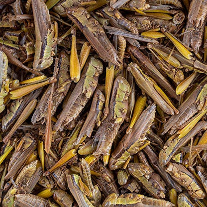 Healthy Herp Dragon Treat Grasshoppers - Nutritious Turtle Food 0.56oz(16g) | Bearded Dragon Tank Accessories - for Bearded Dragons, Box Turtles, Aquatic Turtles