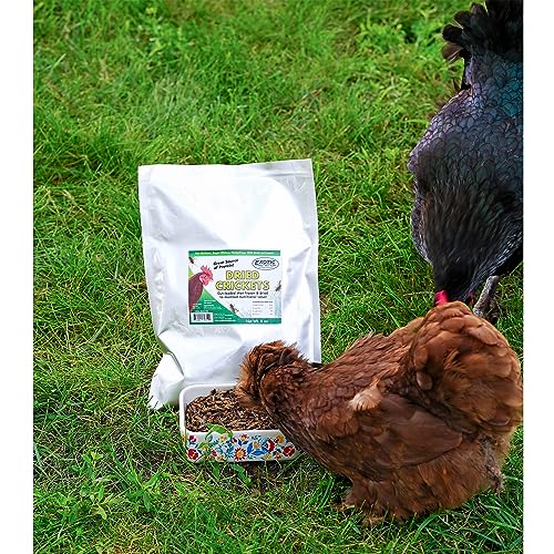 1/2 Pound Dried Crickets - High Protein Insect Treat - Chickens, Wild Birds, Hedgehogs, Bluebirds, Reptiles, Sugar Gliders, Opossums, Skunks, Lizards, Bearded Dragons, Fish, Turtles 8 oz. (1 Pack)