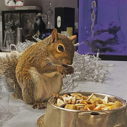 Exotic Nutrition Squirrel Complete (1.75 lb.) - Healthy Natural Food - Nutritional Diet for Pet & Captive Squirrels - Ground, Grey, Flying Squirrels, & Chipmunks - size: 1.75 Pound (Pack of 1)
