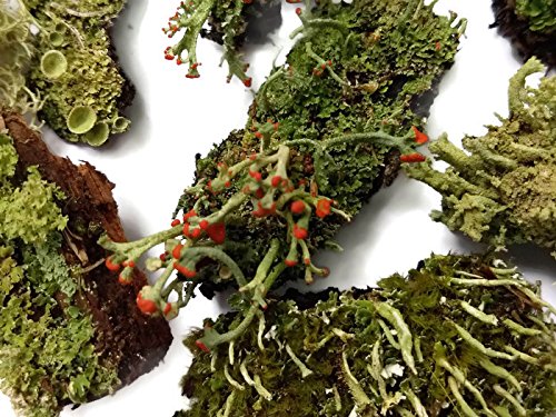 Live Lichen Assortment 4"x6" Bag for Terrariums and Fairy Gardens