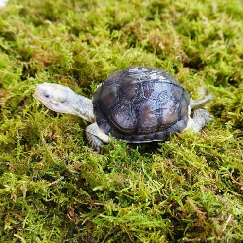 Sphagnum Moss for Tortoise - 8oz Natural Reptile Substrate for Humidity & Burrowing, Moisture-Retaining Terrarium Bedding for Box Turtles, Hermit Crabs & Amphibians, Decorative Vivarium Moss